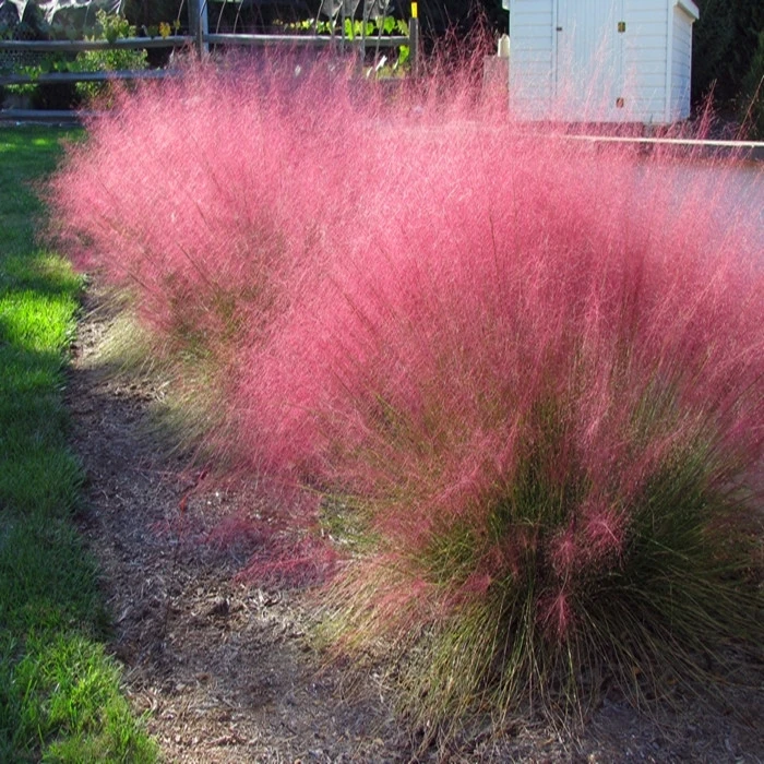粉乱子草种子庭院花卉观赏四季播易乱子毛芒粉黛草种花海多年生