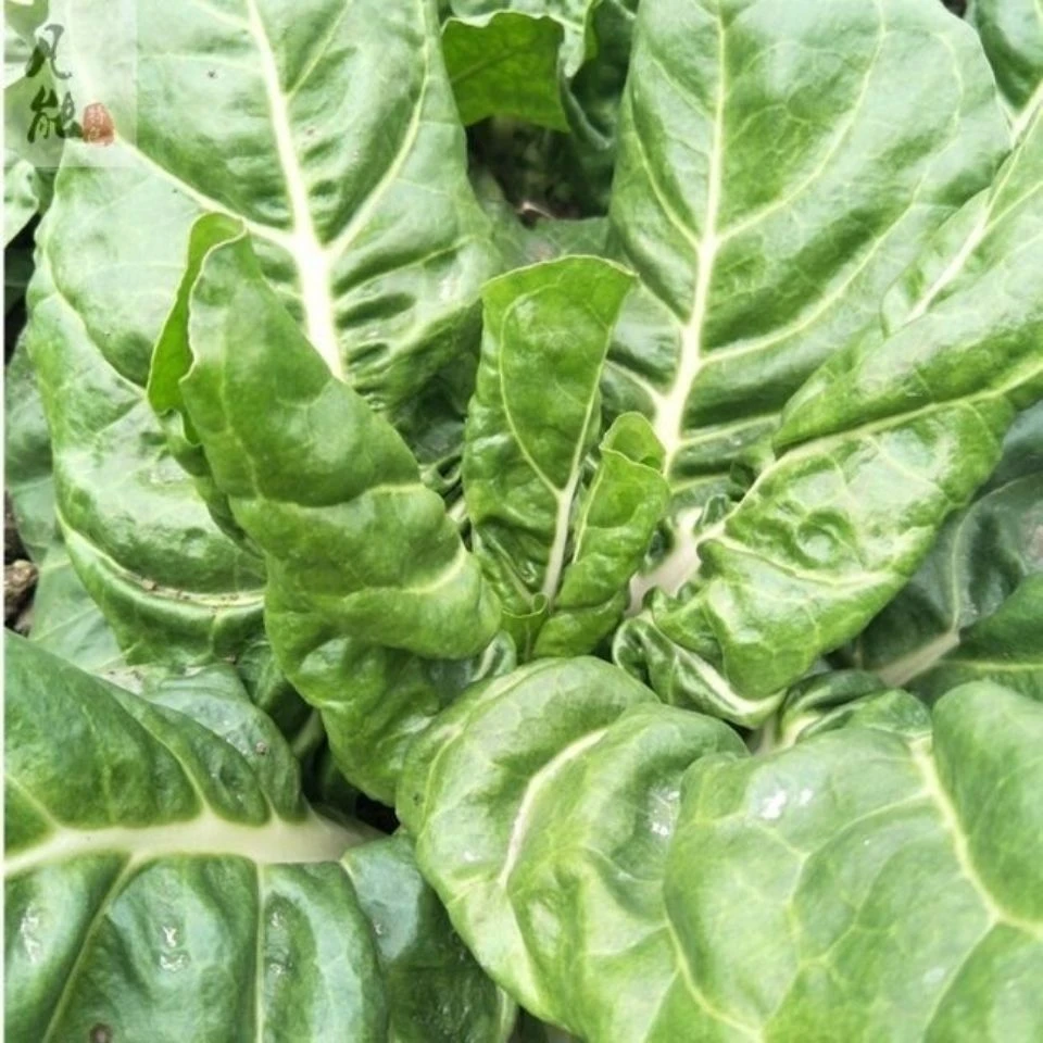 白梗大叶连续采收高产蔬菜籽根达菜甜牛皮菜