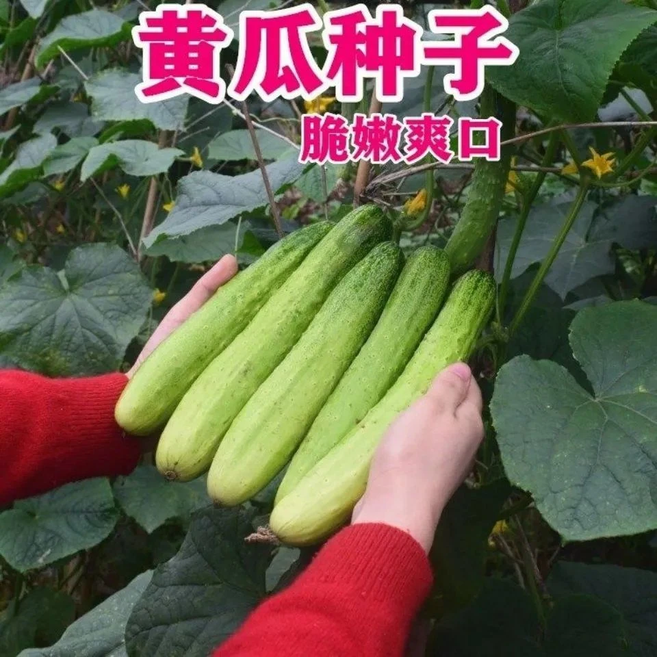 黄瓜种子口口脆水果黄瓜本地旱黄瓜小黄瓜春秋季田园爬藤蔬菜种籽