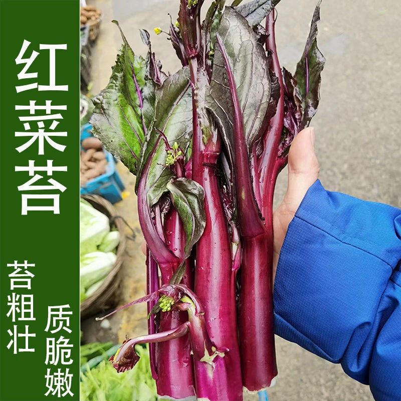 红菜苔种子种籽春季蔬菜蔬莱孑秋季秋冬菜籽菜种四季菜心南方冬季