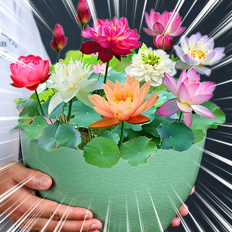 四季开花无土水培碗莲种子庭院阳台水生花卉盆栽睡莲荷花室内鱼缸