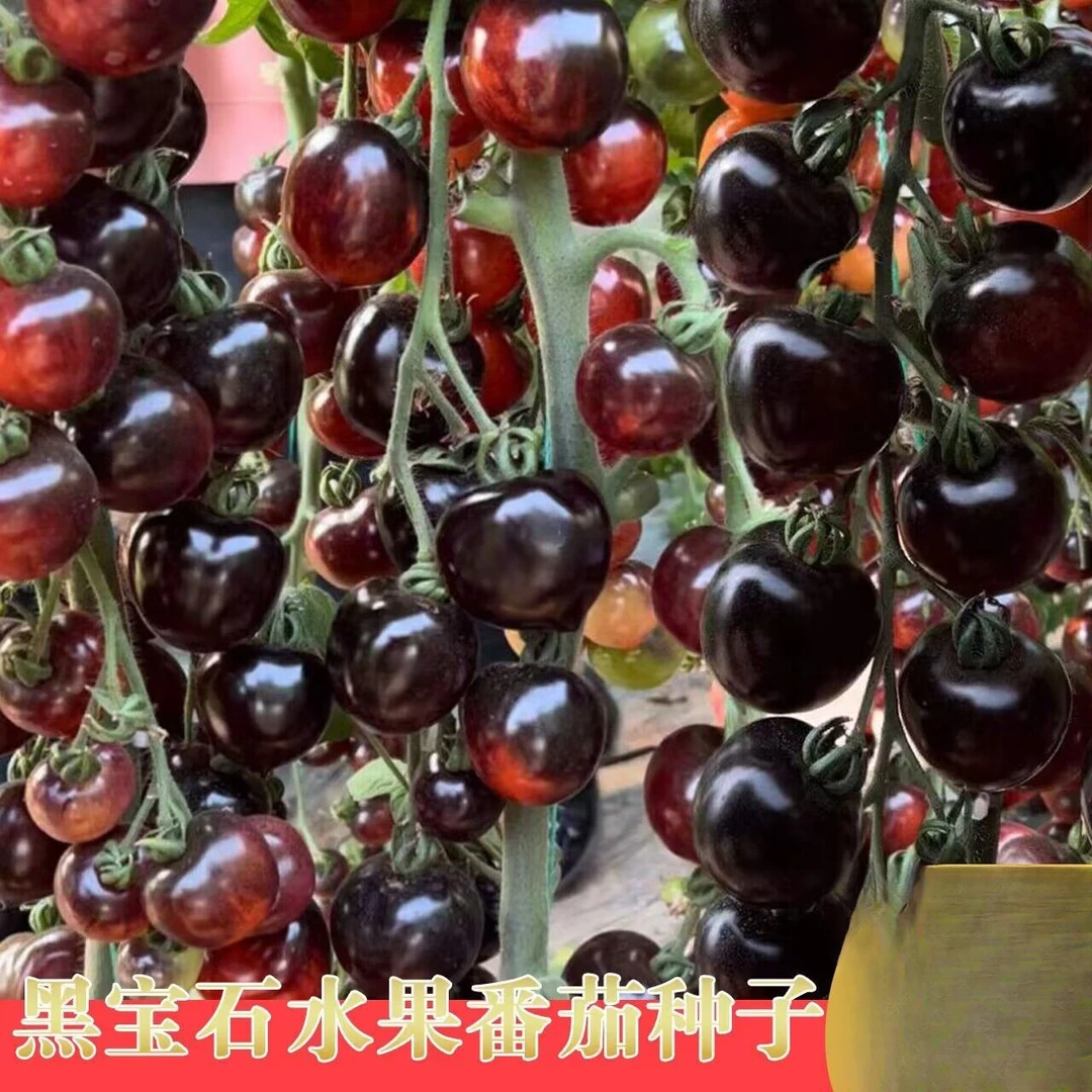 糖水黑番茄种子黑西红柿种苗种籽小番茄耐热耐寒阳台盆栽蔬菜种孑