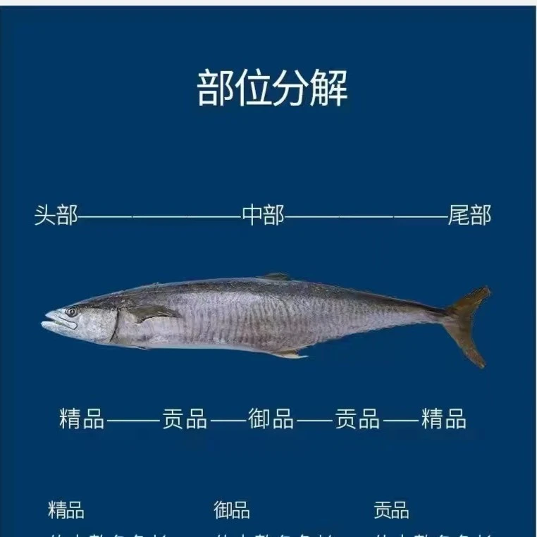 速冻 广东博贺港康氏马鲛鱼16斤-16.5斤 顺丰冷链发货