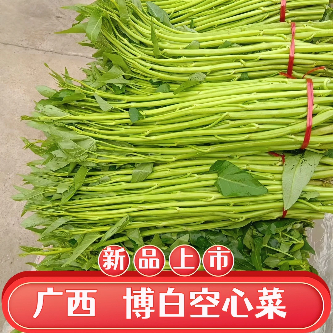 正宗广西博白空心菜标新鲜蔬菜特产水蕹菜批发通菜2-5斤现摘现发