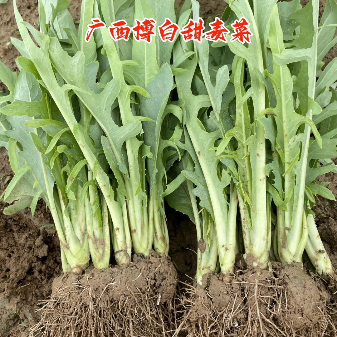 广西博白甜麦菜现拔现发