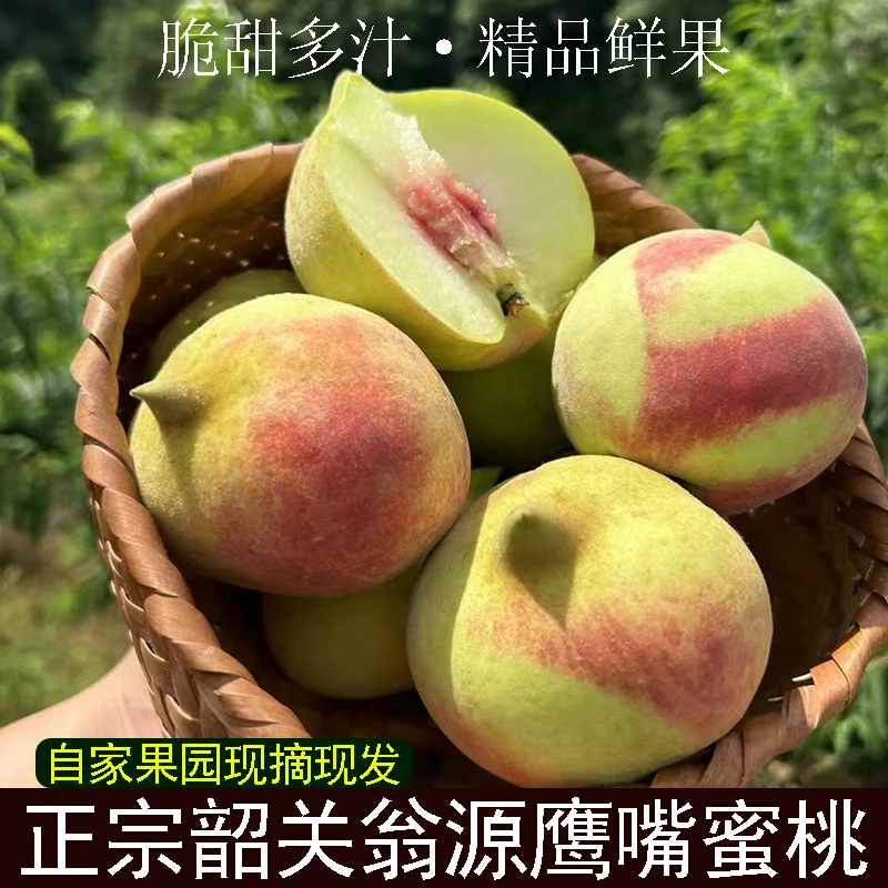 正宗翁源鹰嘴桃新鲜现摘非连平上坪鹰嘴桃孕妇水果脆甜香甜毛桃子