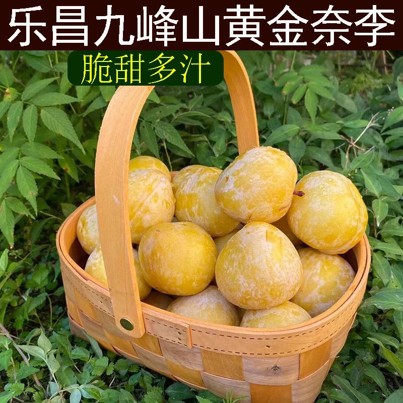 广东韶关乐昌九峰山黄金奈李多汁新鲜水果当季蜂糖脱骨恐龙蛋李子