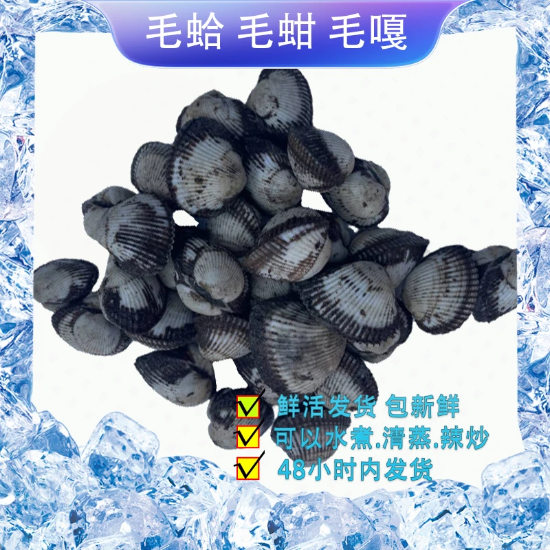 渔媒【连云港】鲜活小毛蛤 毛钳 小毛嘎 当潮海捕贝类蛤蜊 5斤/9斤