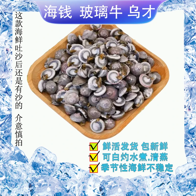 渔媒【连云港】鲜活海钱儿 海钱螺 乌才超大个玻璃牛海瓜子金钱螺