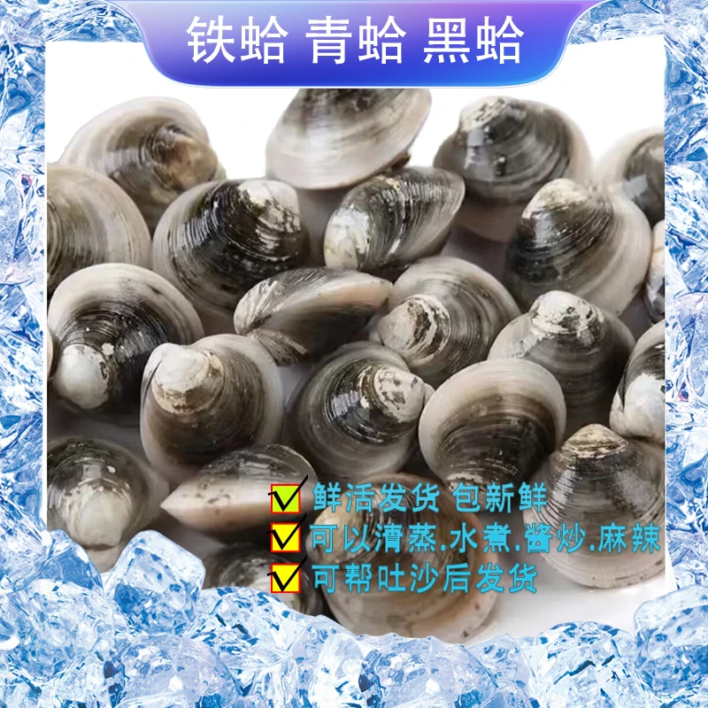 渔媒【连云港】新鲜海鲜海捕鲜活贝类大黑蛤铁蛤青蛤 保鲜不包活