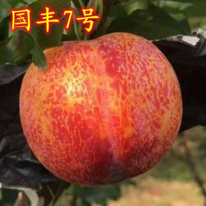 新品种国峰7号李子树苗嫁接苗 国丰七号李子苗南北方种植当年结果