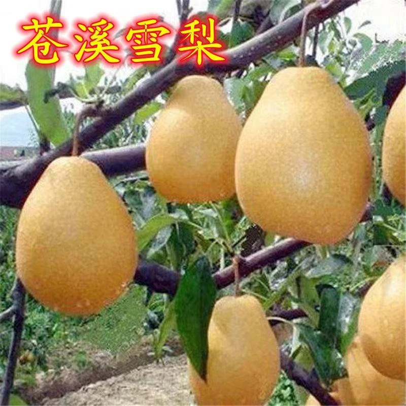 嫁接梨树苗四川苍溪雪梨树苗盆栽地栽当年结果南方北方种植果树苗