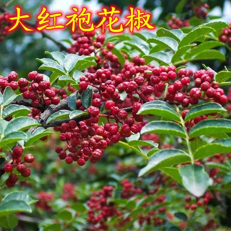 大红袍花椒树抗寒高产少刺苗盆栽地栽南北方四季种植批发当年结果