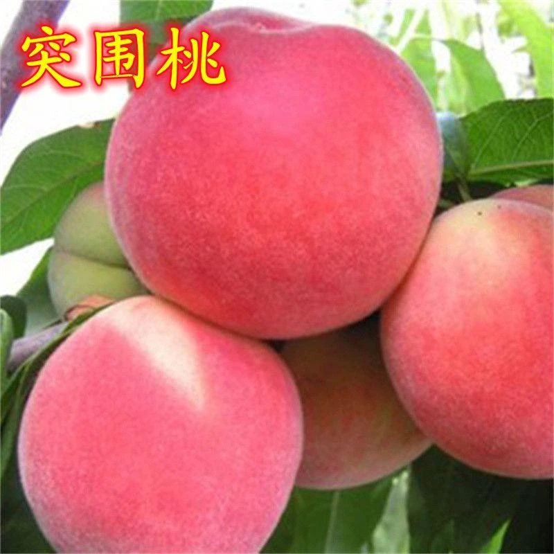 早熟晚熟果树苗葡萄蓝莓树苗无花果车厘子芒果树杨梅树苗桃子红枣