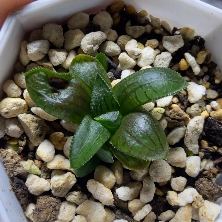 短叶黑王带侧芽一物一拍