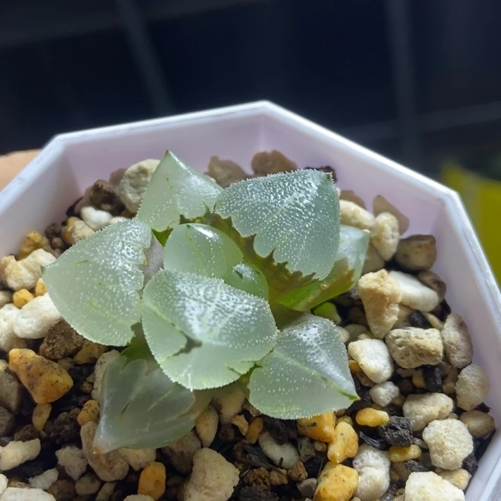冰玉鸾寿一物一拍