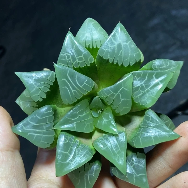 实生寿一物一拍的