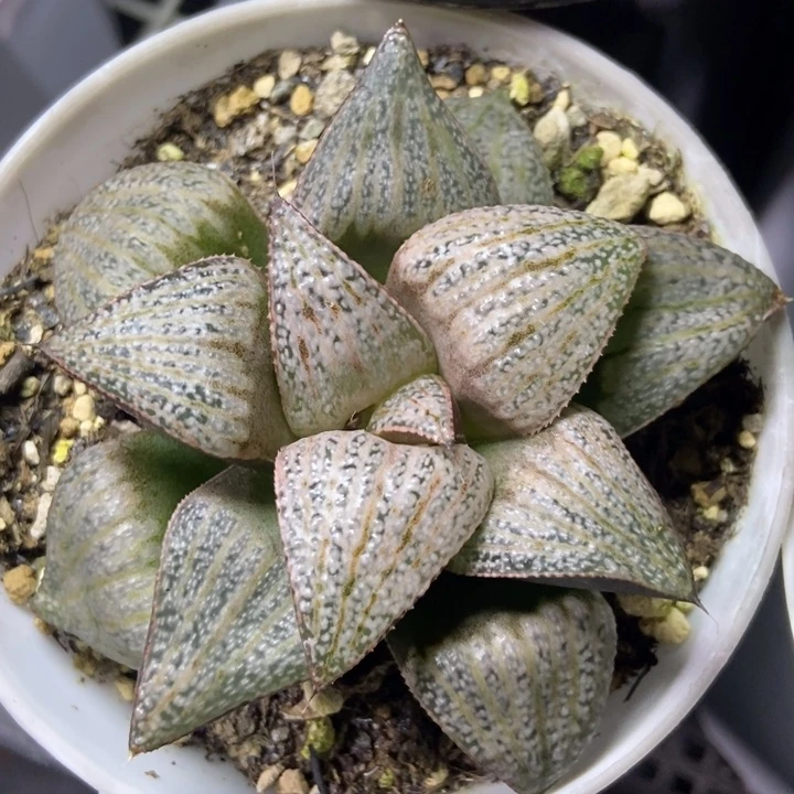 泰姬陵青蟹一物一拍