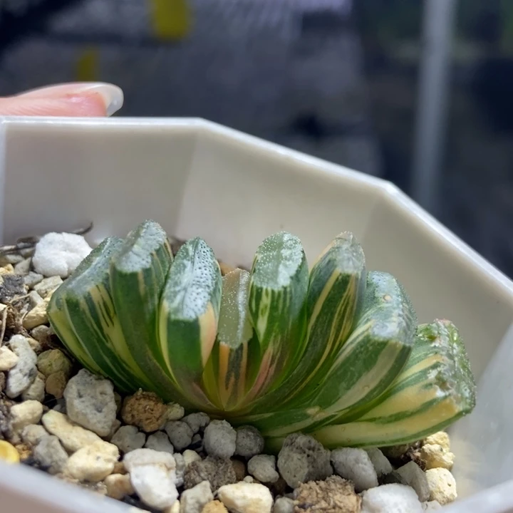 极上斑电影玉扇锦一物一拍