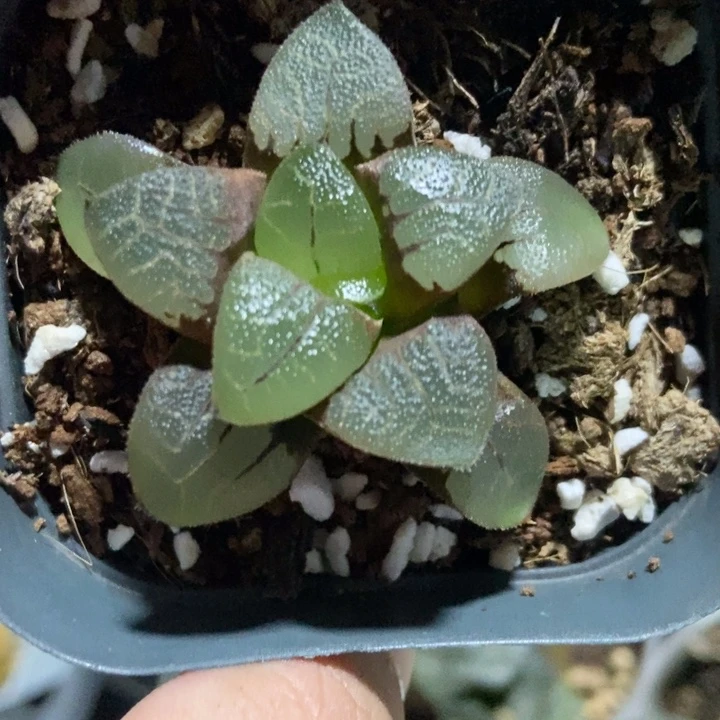 镜面克寿一物一拍