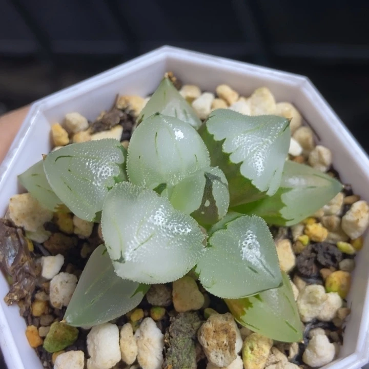 冰玉鸾寿一物一拍
