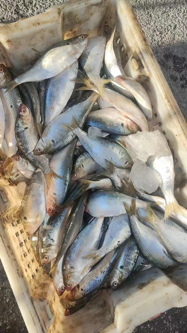 庄河本地秋鲫鱼3.8-4.2斤一斤5条左右辽宁省外冷冻发货运费+6