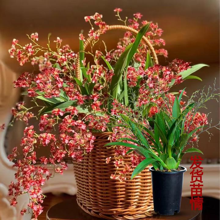 红色梦香文心兰盆栽带花苞梦香兰室内植物兰花名贵花卉双11活动