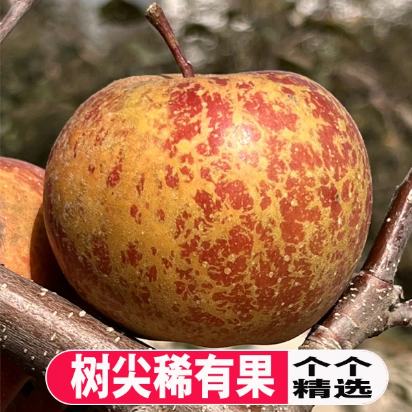农家发货云南昭通糖心丑苹果新鲜水果脆甜正宗产地直发现摘包邮