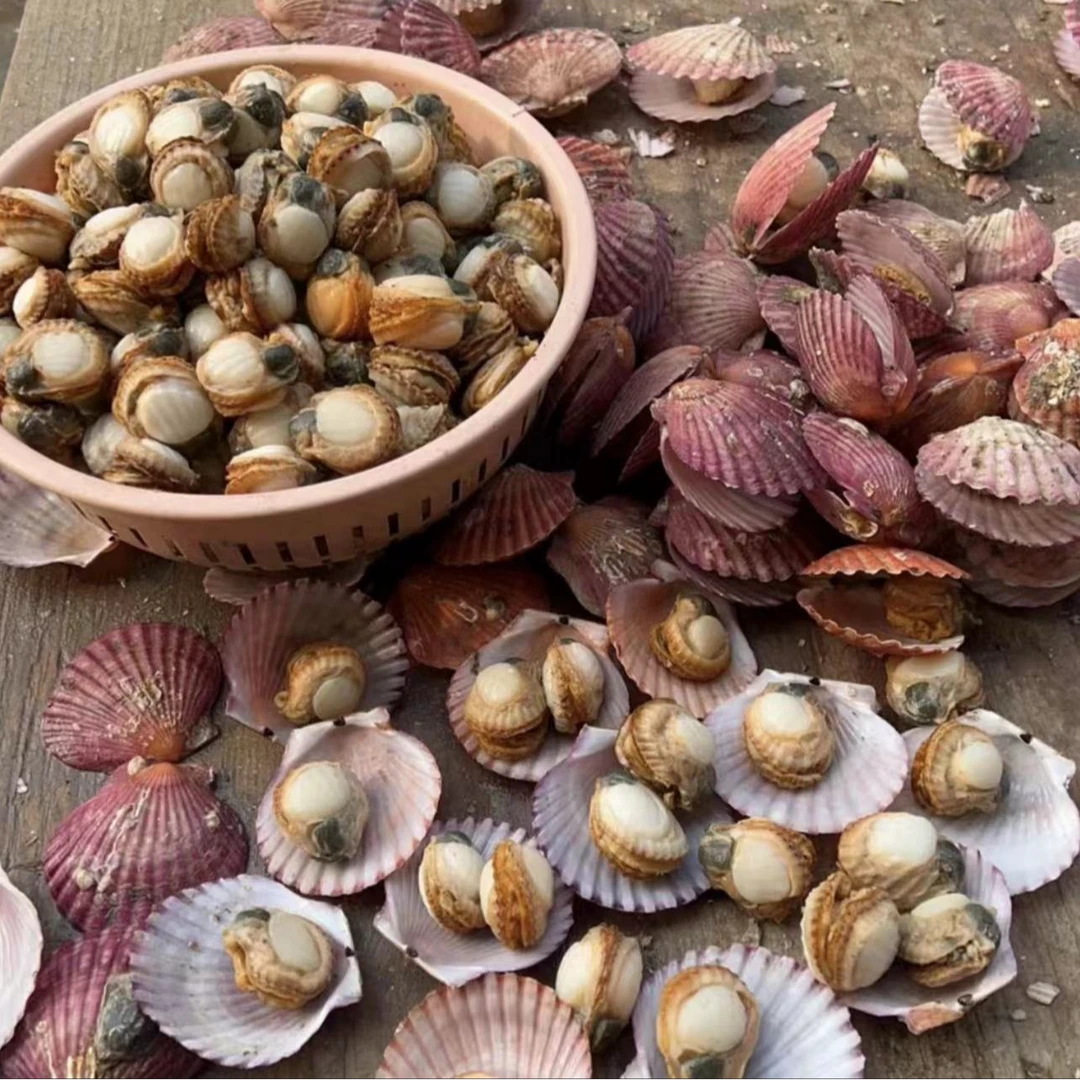 现扒扇贝肉无壳无沙新鲜烟台本地渤海湾鲜美特产薄保鲜冰