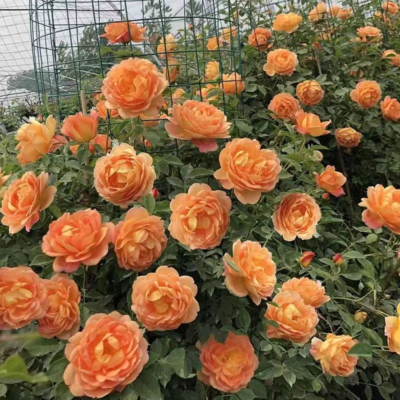 夏洛特夫人爬藤本月季玫瑰花苗盆栽植物花卉围墙拱门庭院多季开花