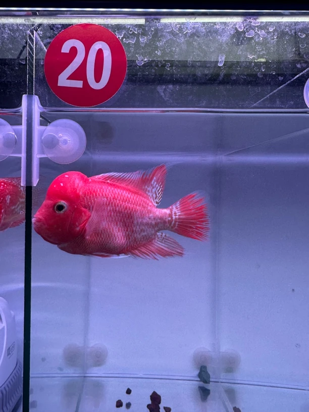 罗汉鱼退纱火凤20号