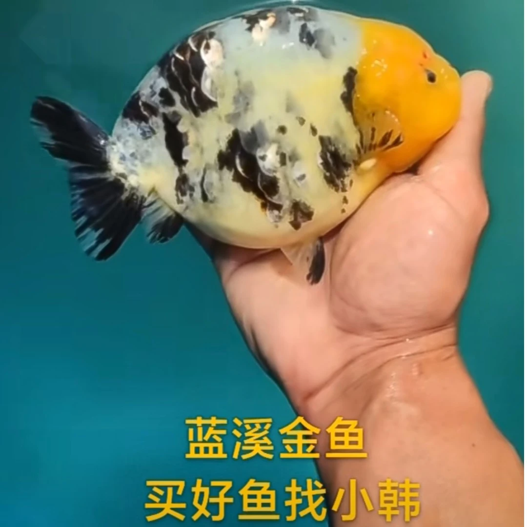 蓝溪金鱼兰寿活体观赏鱼网红夀呆萌可爱灵动五颜六色鱼缸观赏鱼