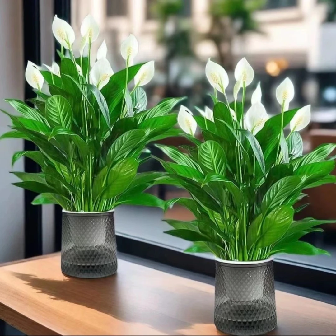 【买一送一】白掌3-5朵水培植物书桌办公室水培净化空气懒人盆栽