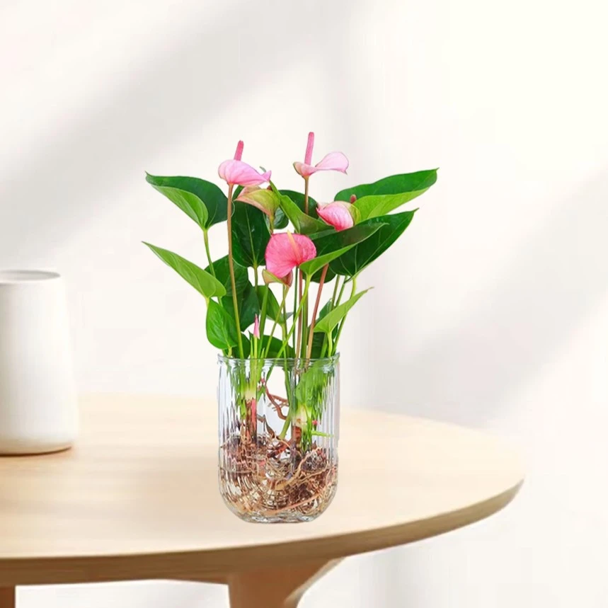 3-5朵粉掌花四季开花植物办公室桌面美观带花发货