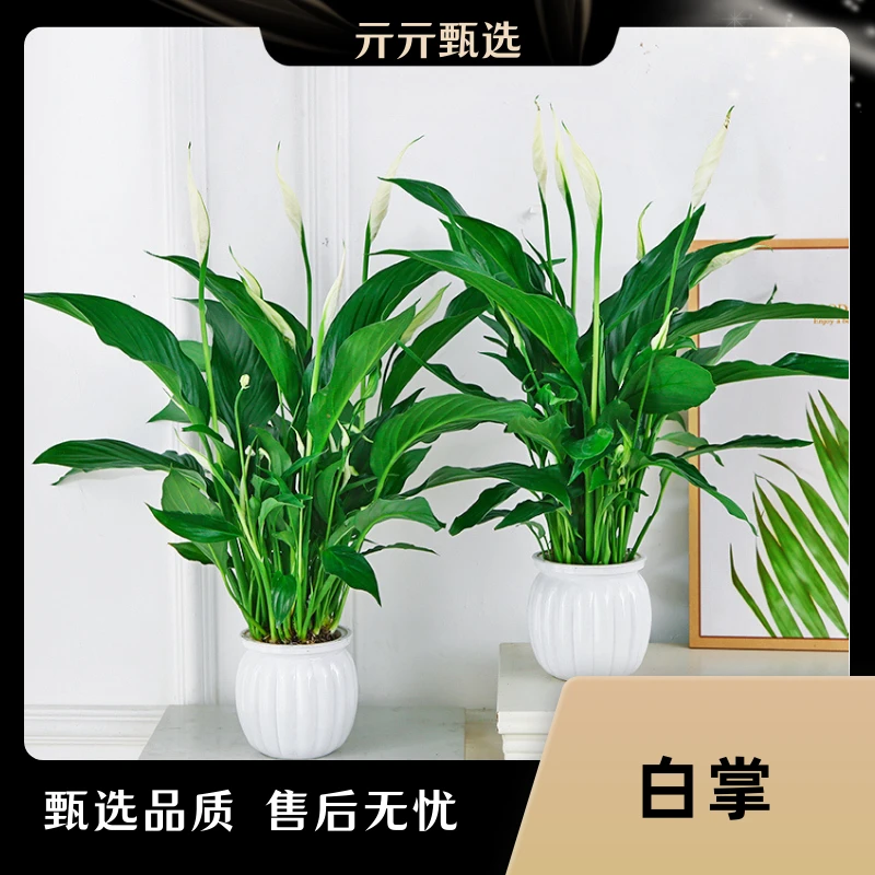 【买一送一】白掌3-5朵水培书桌办公室水培懒人盆栽