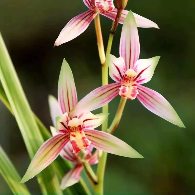 【7苗-9苗】黄金彩虹四季兰建兰室内盆栽好养客厅室内美观趣味兰花