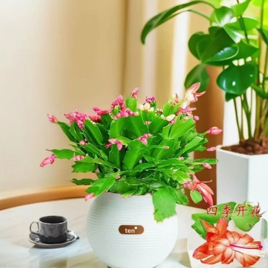 蟹爪兰盆栽红色带花苞发货室内阳台办公室花卉绿植好养易活易开花