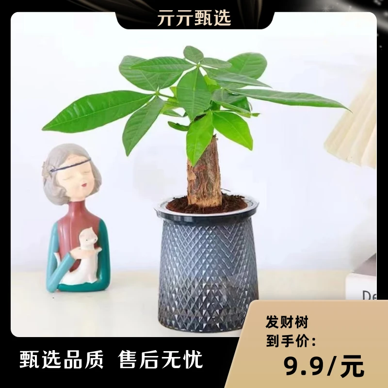 发财树室内好养净化空气四季常青前台客厅桌面美观好养绿植盆栽