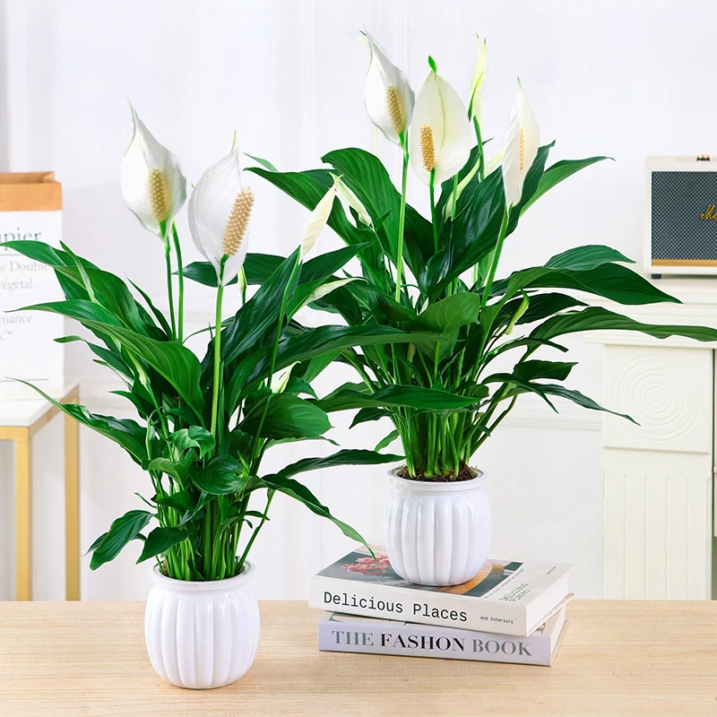 [买一送一]白掌一帆风顺植物办公室水培懒人盆栽绿植【白南瓜盆】