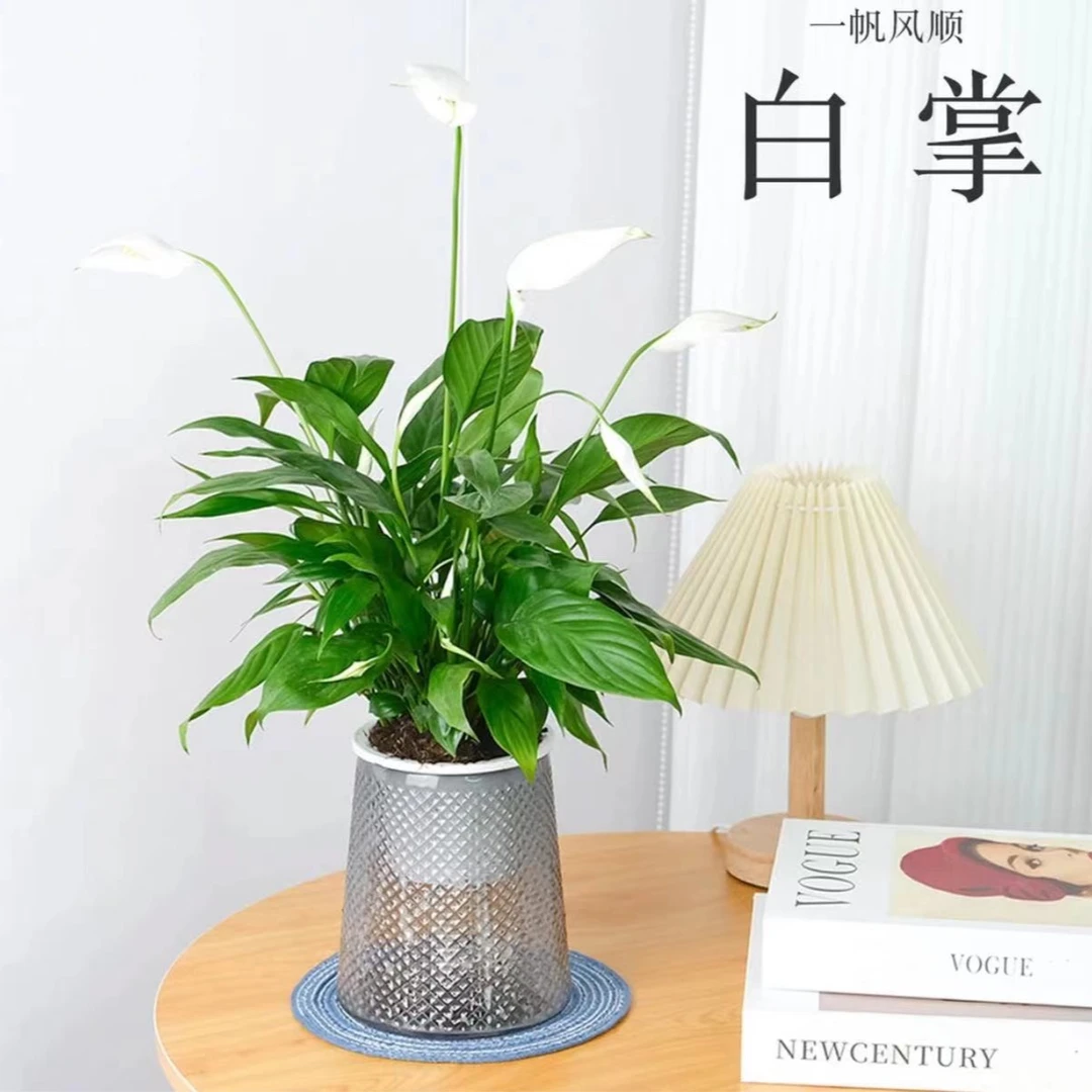 白掌一帆风顺水培植物办公室懒人盆栽四季开花绿植