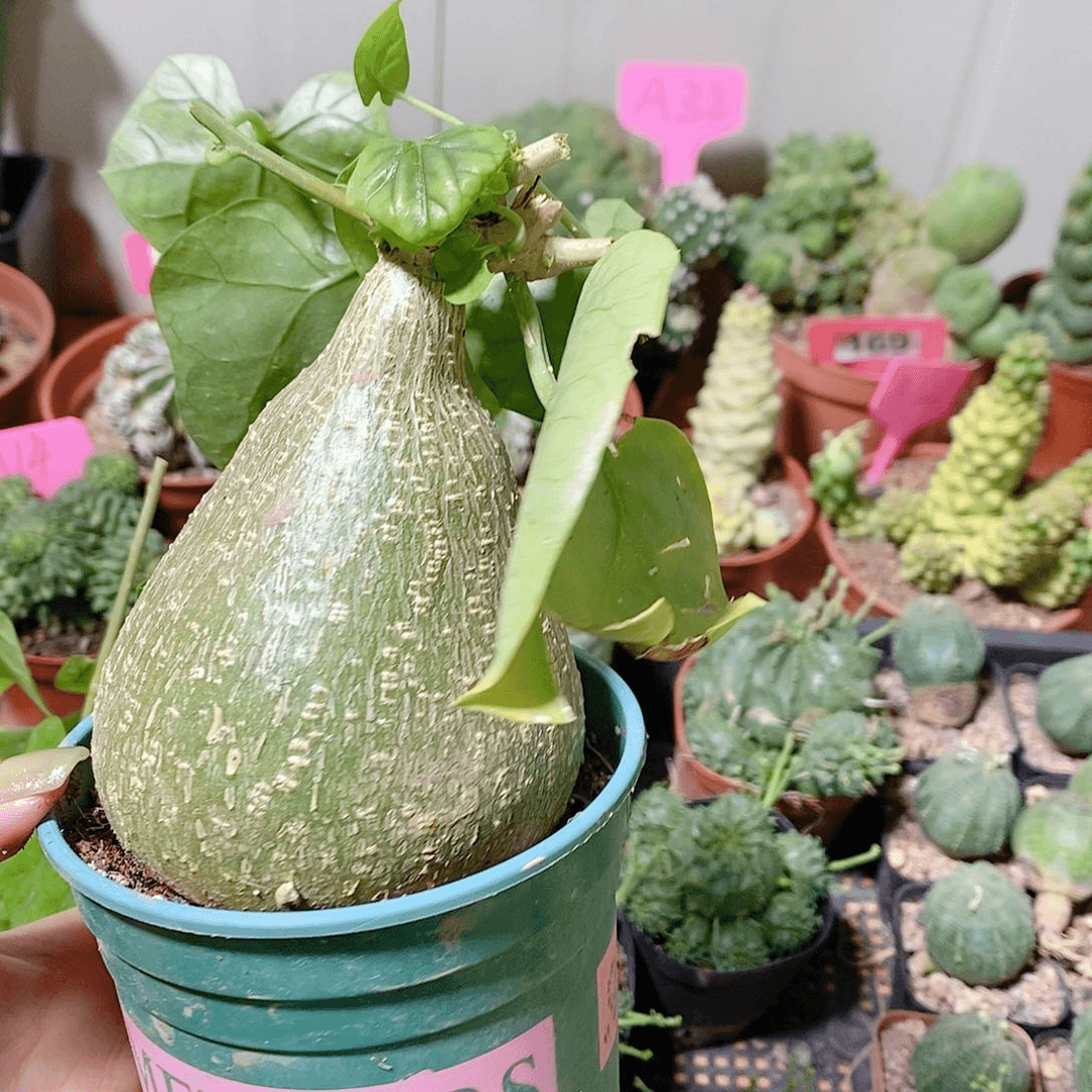 花花草草花花草草