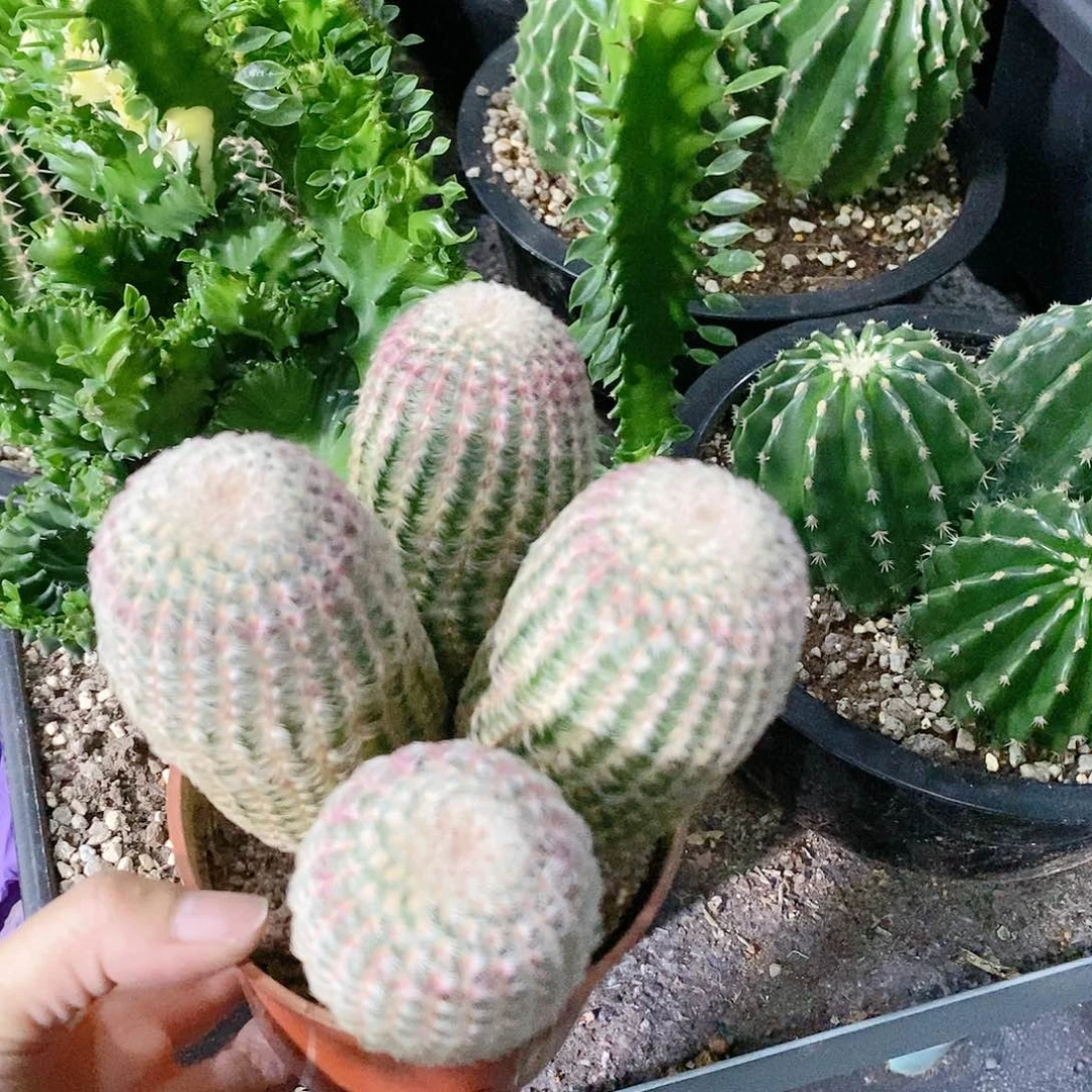 花花草草花花草草