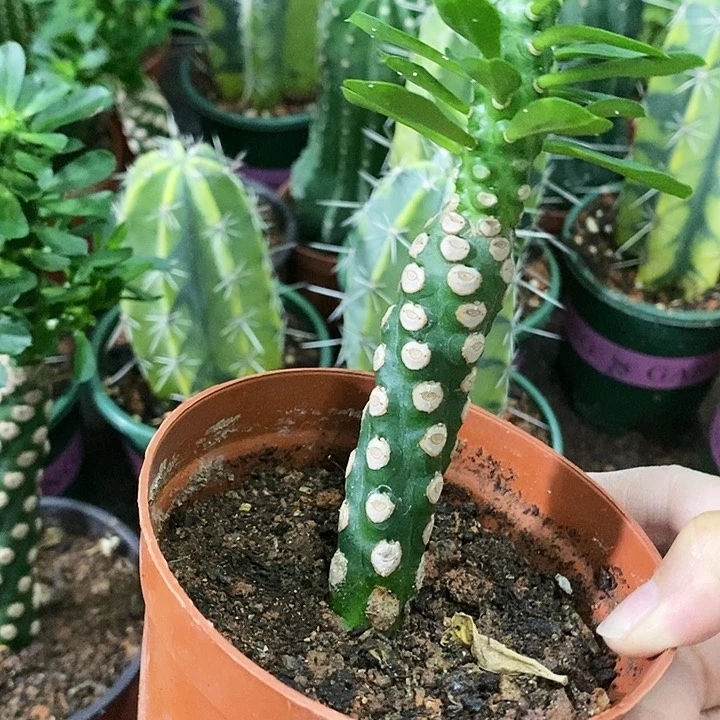 花花草草花花草草