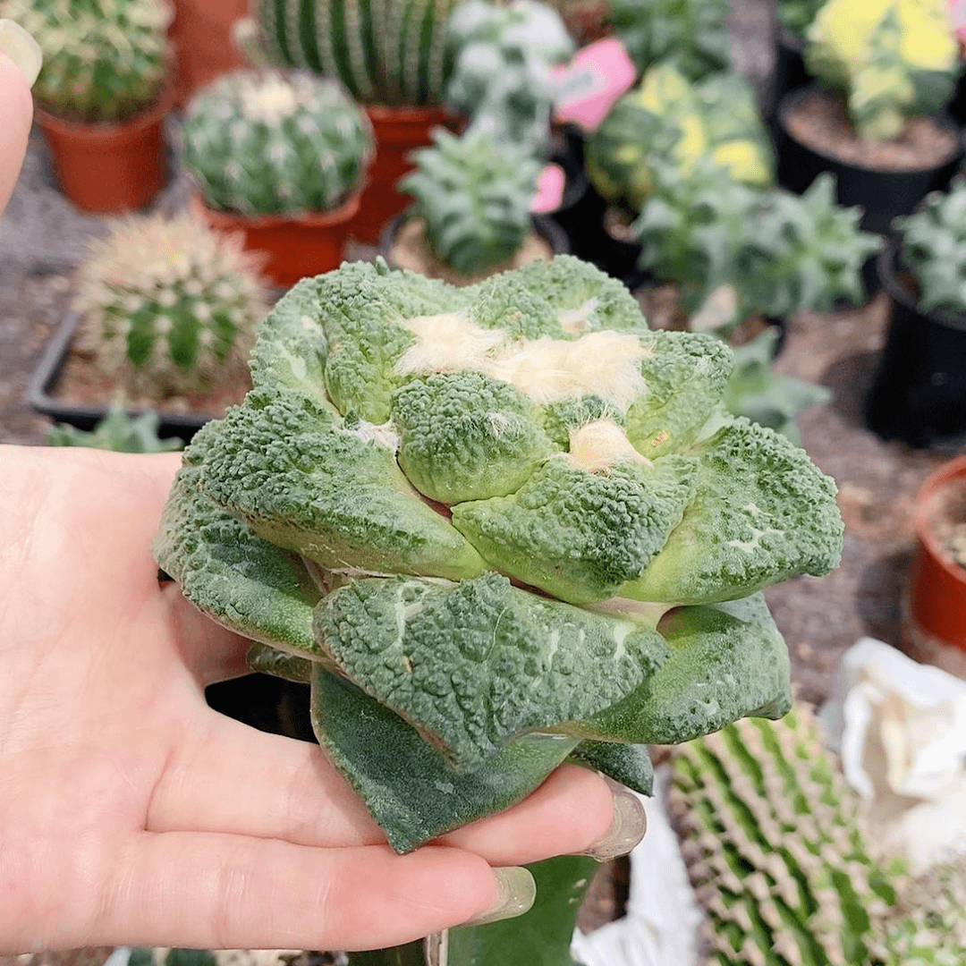 花花草草花花草草