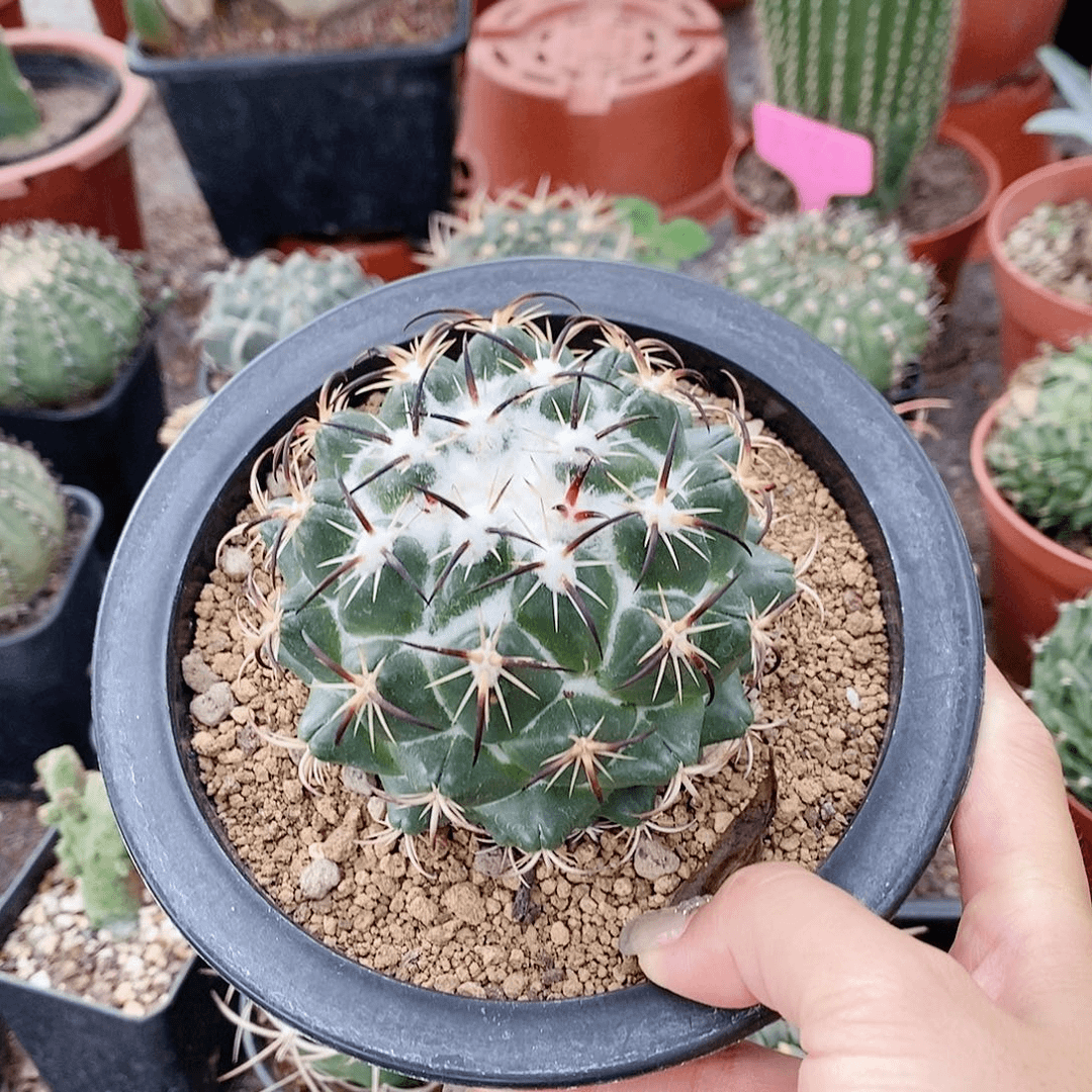 花花草草花花草草