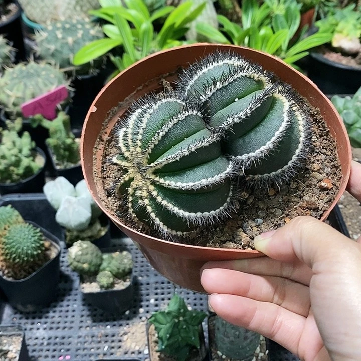 花花草草花花草草