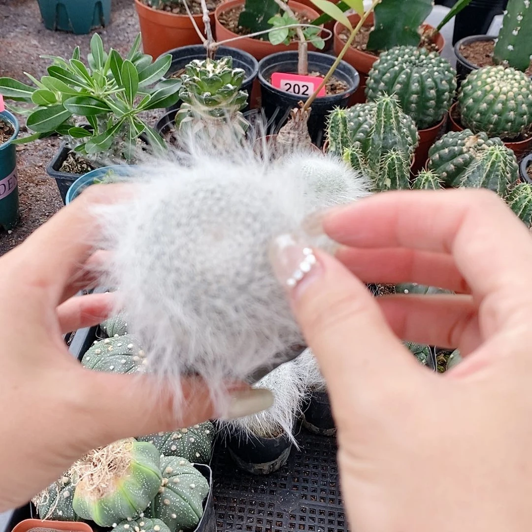 花花草草花花草草
