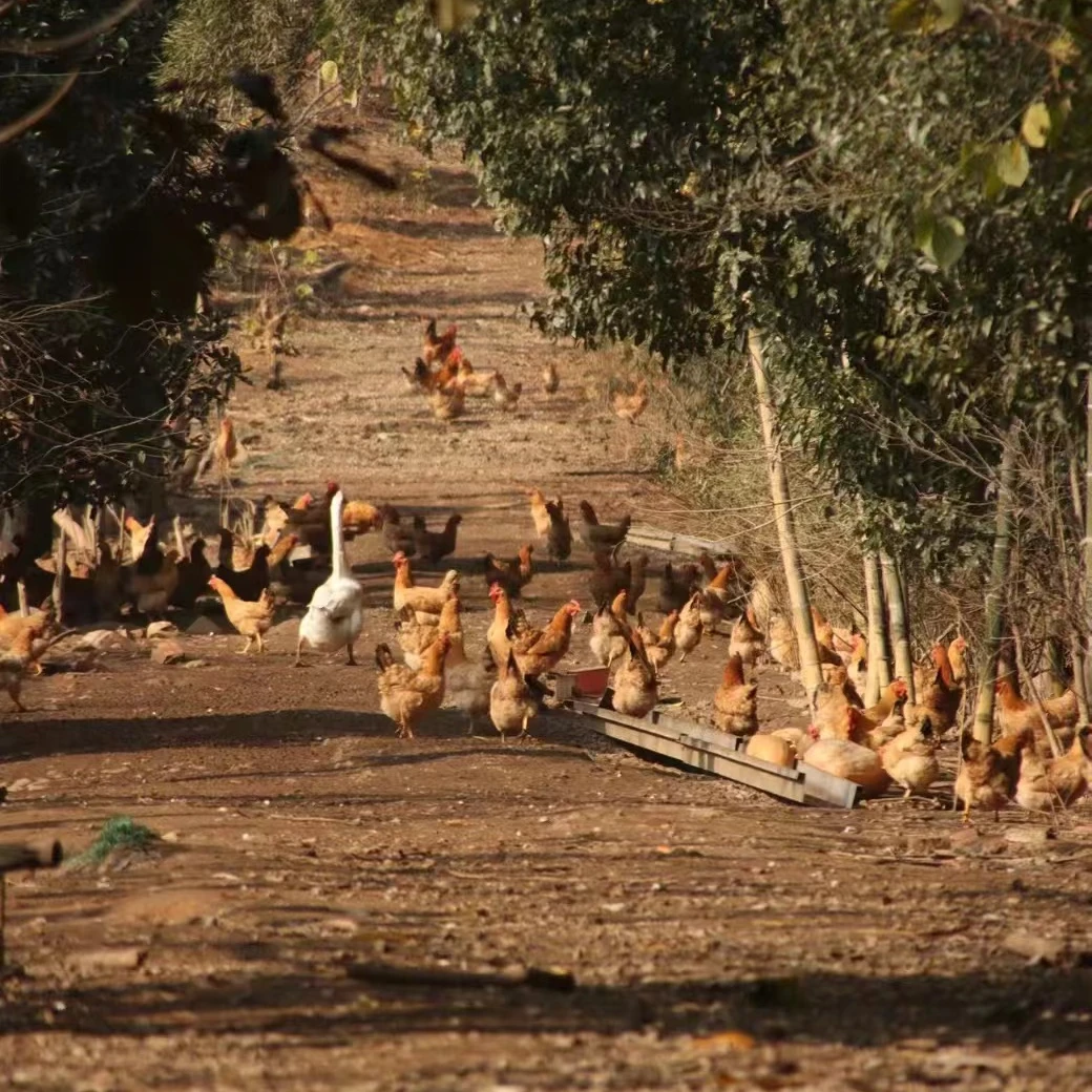 五富优品贵妃黄鸡