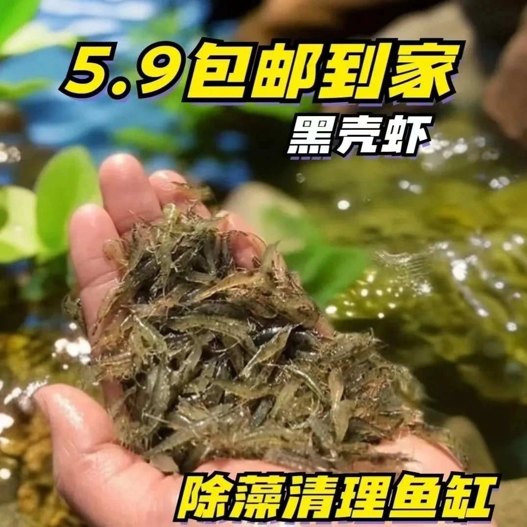 除藻黑壳虾清洁鱼缸工具包活包损乌龟龙鱼活体饲料野生虾苗黑壳虾