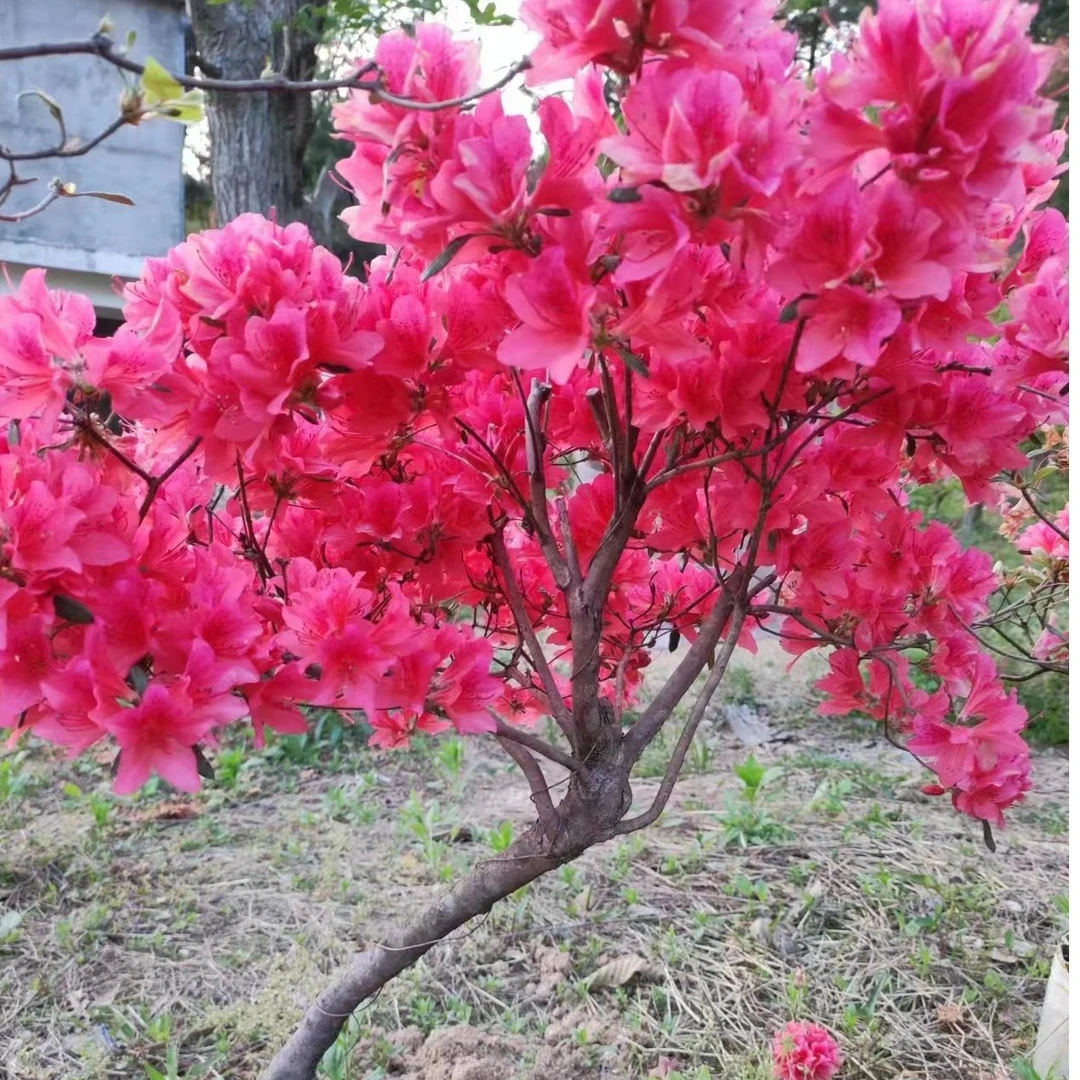 大别山先花后叶映山红